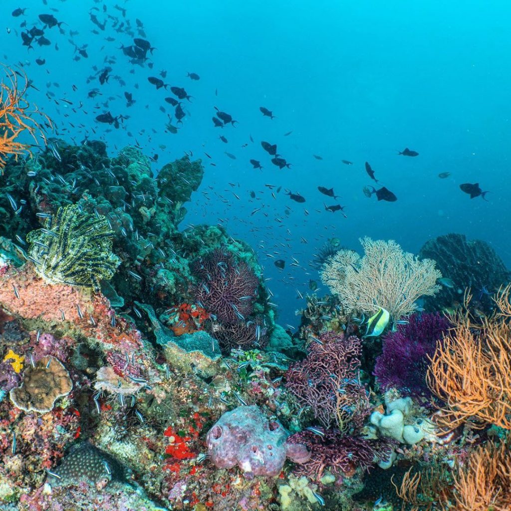 Indonesia Diving Sites