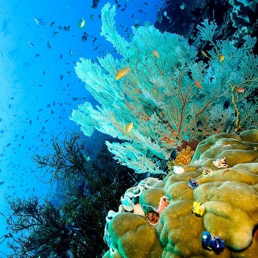 Breathtaking Indonesia Diving, Bali is One of Them!