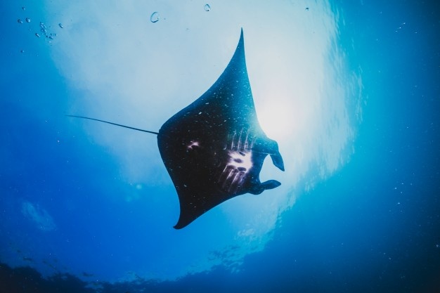 manta ray komodo snorkeling