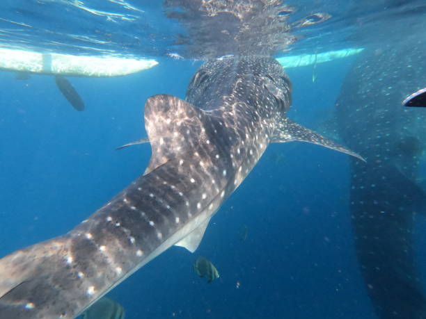 Whale Shark Diving Indonesia, An Otherworldly Adventure 
