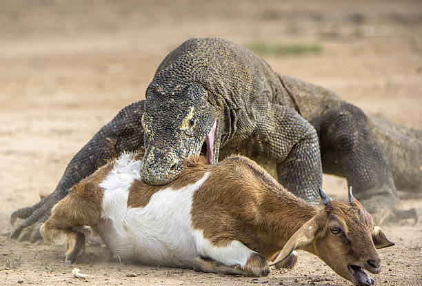 The dragon attacks. The Komodo dragon attacks the prey. The Komodo dragon, Varanus komodoensis, is the biggest living lizard in the world.On island Rinca. Indonesia.